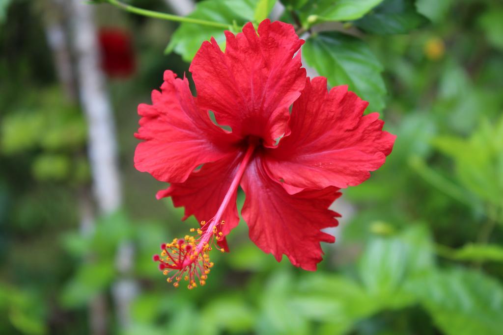 Muri Vista Villas Rarotonga Extérieur photo